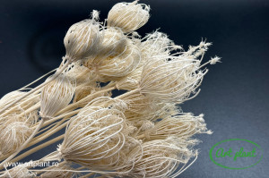 Fennel alb / crem - Img 2