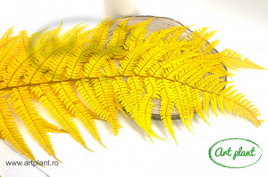Feriga Parchment Light Yellow