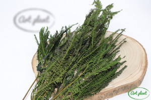 Feriga pteridium green