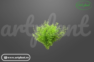Feriga sertularia verde deschis