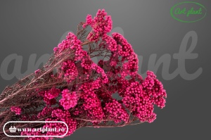 Floare de Orez Criogenata Fuchsia