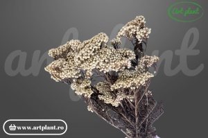 Floare de orez criogenată natur alb 130g pentru aranjamente florale