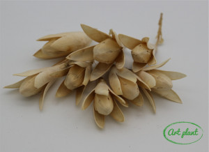 Flori Star Lily Natur