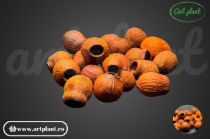 Fructe eucalipt clopot cărămiziu