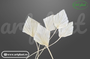 Frunze palmier uscate albe lance decor nuntă boho