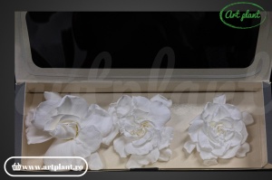 Gardenia Criogenata Alb - Img 4