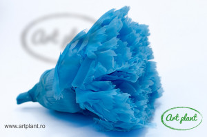 Garoafa criogenata sky blue - Img 2