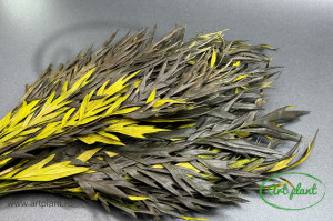 Grevillea verde