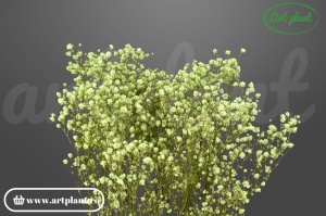 Gypsophila criogenată Light Green