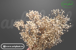 Gypsophila criogenată Natural