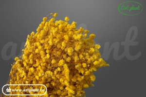 Gypsophila Galbenă criogenată, buchet 100-130g, galben luminos pentru aranjamente florale de vară și aniversări
