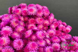 Helichrysum italian erika - Img 2
