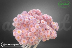 Helichrysum Italian Mov Filder