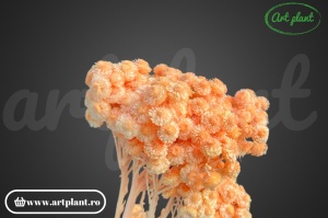 Helichrysum italian orange