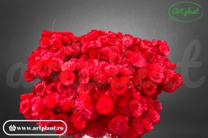 Helichrysum Italian Rosu