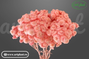 Helichrysum Italian Roz Somon uscat, floare naturală