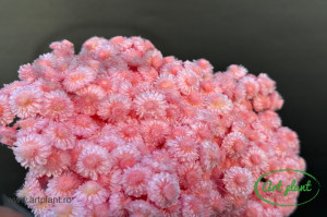 Helichrysum Italian Roz - Img 1