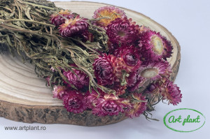 Helichrysum Violet Natural