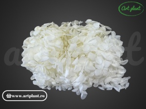Hortensie Alb / Crem