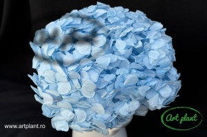 Hortensie Criogenata Bleo Blu89 XL - Img 2