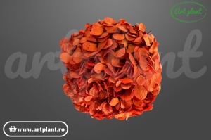 Hortensie stabilizată portocaliu închis XL, floare naturală conservată Art Plant