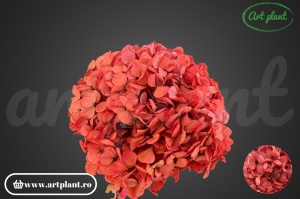 Hortensie Criogenata Roz/Rosu Pin09 XL