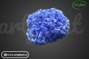 Hortensie Criogenata Violet Vio89 XL - Img 2