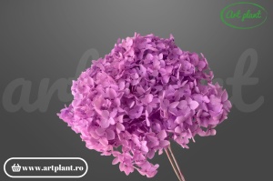 Hortensie Mov-Lila criogenată, cap floral 17-20cm, nuanță bogată mov-lila pentru nunți elegante și aranjamente boho