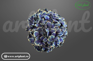 Hortensie Purple Antique