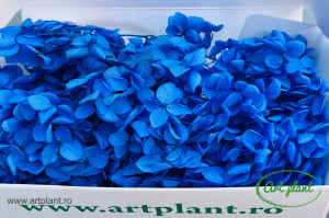 Hortensie Royal Blue - Img 3