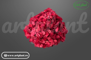 Hortensie stabilizata Rosie din Ecuador, diametru 18-22 cm, 1 buc