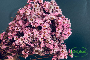 Ixodia pink