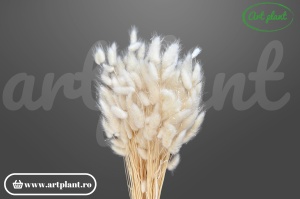 Lagurus alb perlat