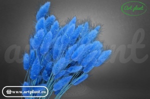 Lagurus blue azur
