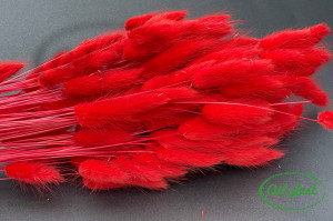 Lagurus carmin