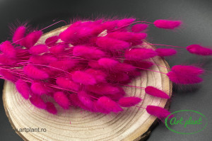 Lagurus ciclam inchis
