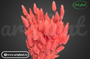 Lagurus corai