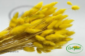 Lagurus galben lime