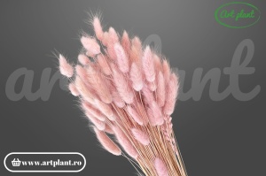 Lagurus glicine