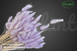 Lagurus lila (G) - Img 2