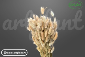 Lagurus natural (G)