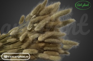 Lagurus natural (G)