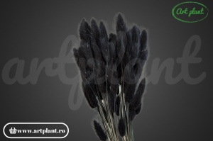 Lagurus negru