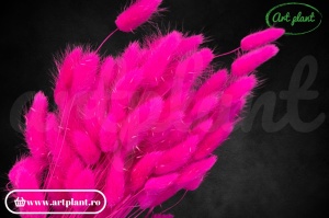 Lagurus roz fuchsia