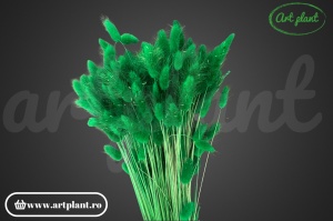 Lagurus verde (G)