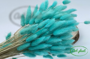 Lagurus verde menta