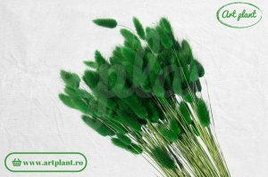 Lagurus verde smarald - Img 3