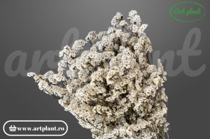Limonium Sinensis Stabilizat Alb