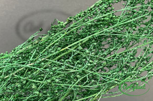 Lipidium verde - Img 2