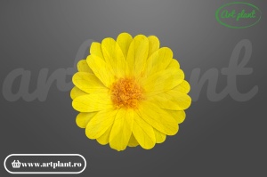 margarete criogenate sunny yellow flori stabilizate decorative